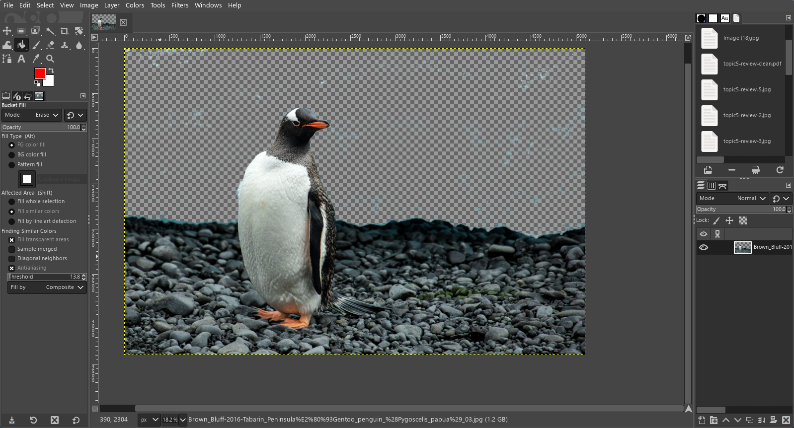 The paint bucket tool in GIMP has been selected, and set to Erase mode. There is a composite threshold of 13.8 set at the bottom left. The penguin is now backgroundless.